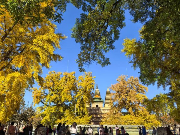 宏发证券 万里无云，阳光正好！周末到公园欣赏北京的秋